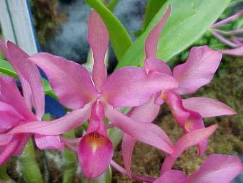 Cattleya guatemalensis